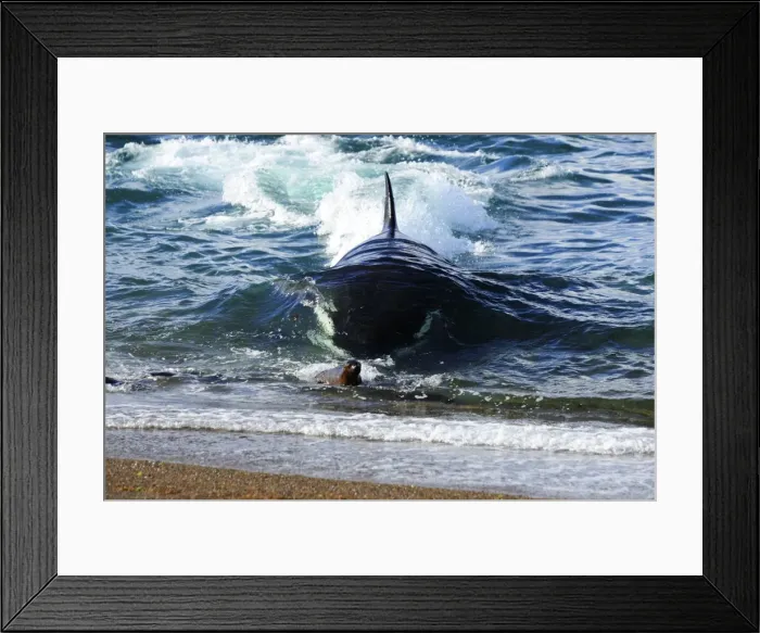 Framed Print : Picture No. 10901417 Framed Print : Picture No. 10901417