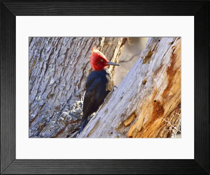 Framed Print : Picture No. 10901426 Framed Print : Picture No. 10901426