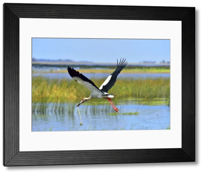 Framed Print : Picture No. 10901424 Framed Print : Picture No. 10901424