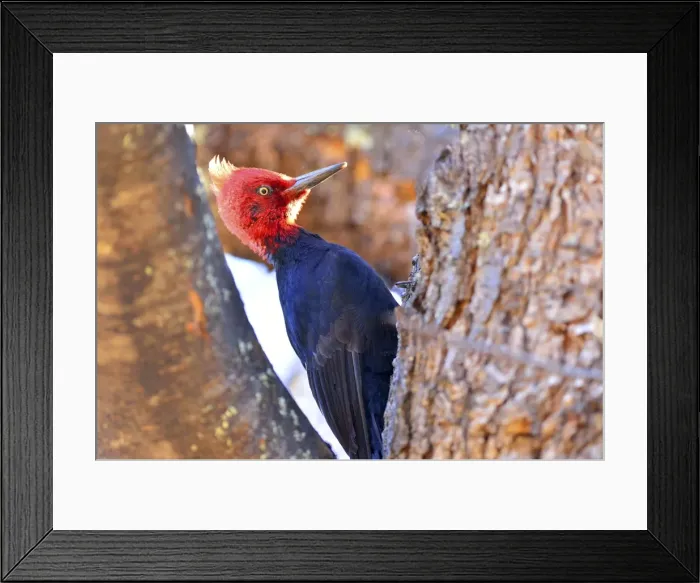 Framed Print : Picture No. 10901425 Framed Print : Picture No. 10901425