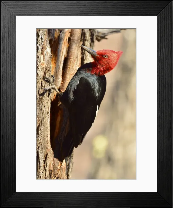 Framed Print : Picture No. 10901431 Framed Print : Picture No. 10901431