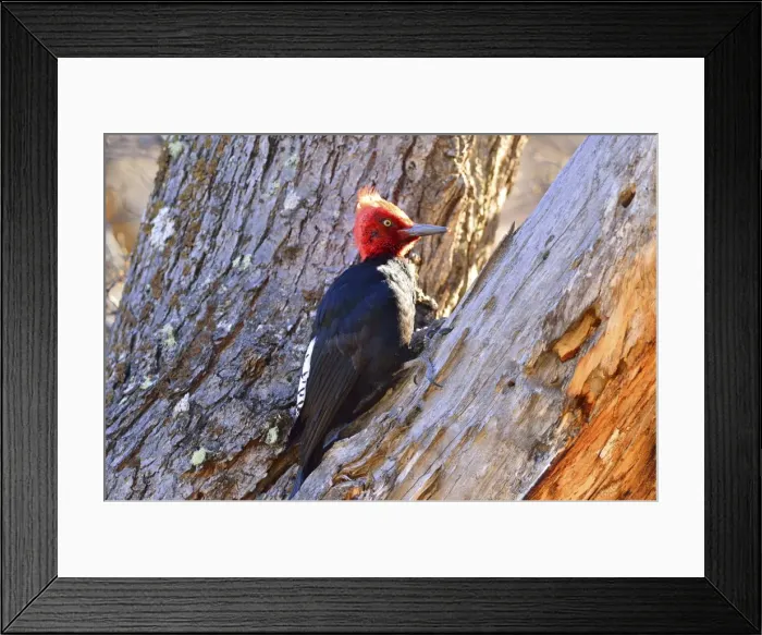 Framed Print : Picture No. 10901427 Framed Print : Picture No. 10901427