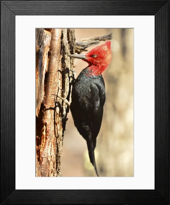 Framed Print : Picture No. 10901430 Framed Print : Picture No. 10901430