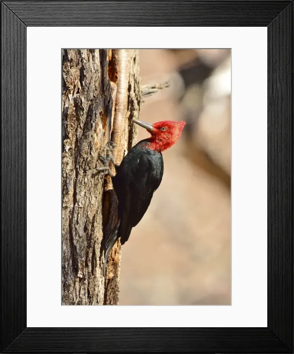 Framed Print : Picture No. 10901429 Framed Print : Picture No. 10901429