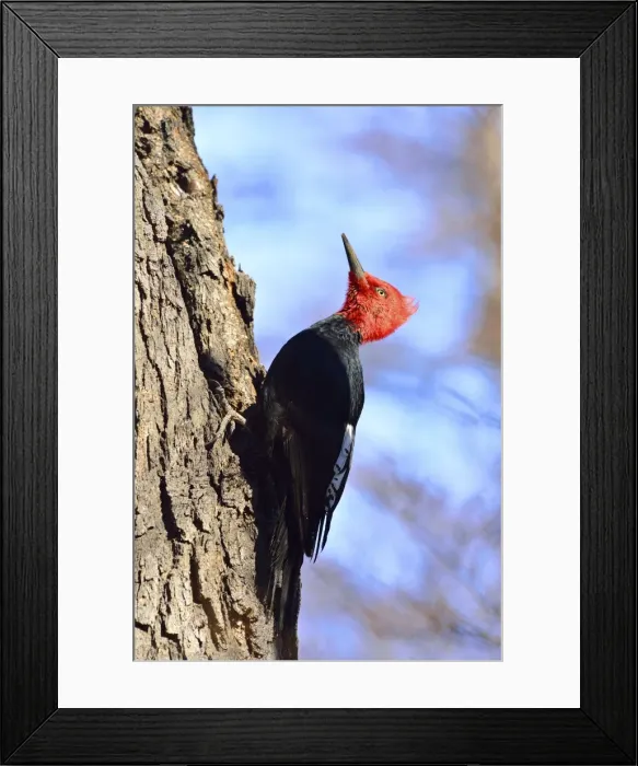 Framed Print : Picture No. 10901428 Framed Print : Picture No. 10901428