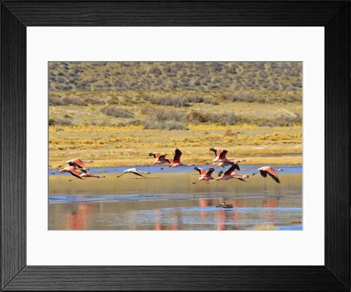 Framed Print : Picture No. 10901435 Framed Print : Picture No. 10901435