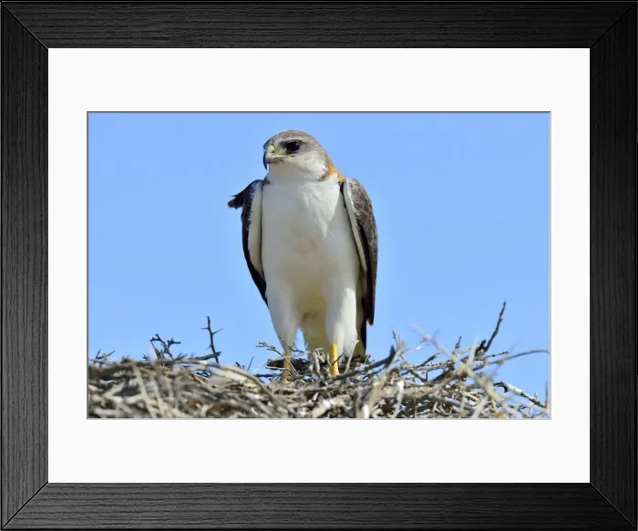 Framed Print : Picture No. 10901437 Framed Print : Picture No. 10901437