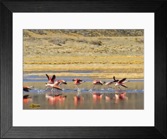 Framed Print : Picture No. 10901433 Framed Print : Picture No. 10901433