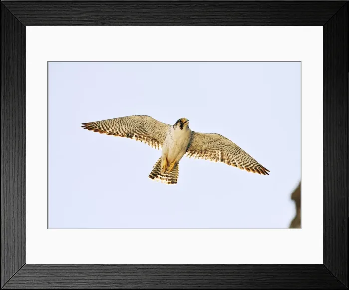 Framed Print : Picture No. 10901439 Framed Print : Picture No. 10901439