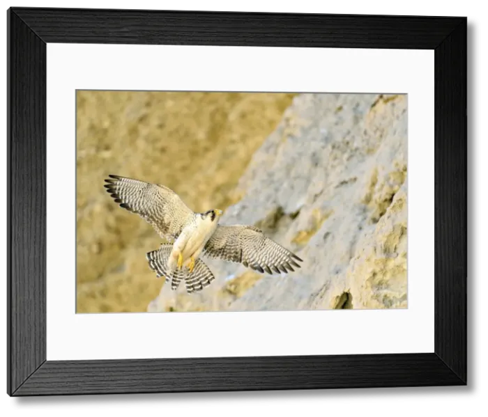 Framed Print : Picture No. 10901440 Framed Print : Picture No. 10901440
