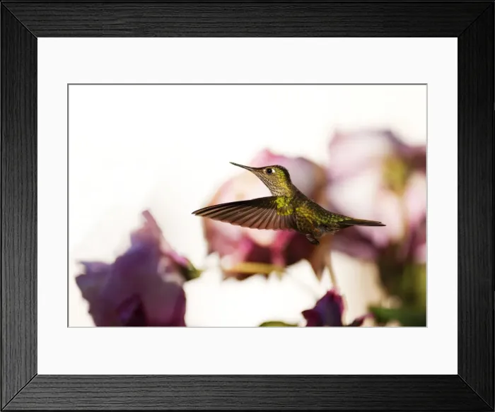 Framed Print : Picture No. 10901443 Framed Print : Picture No. 10901443