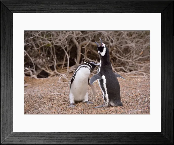 Framed Print : Picture No. 10901442 Framed Print : Picture No. 10901442