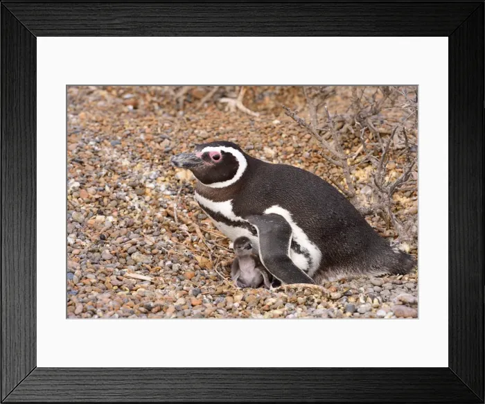 Framed Print : Picture No. 10901441 Framed Print : Picture No. 10901441