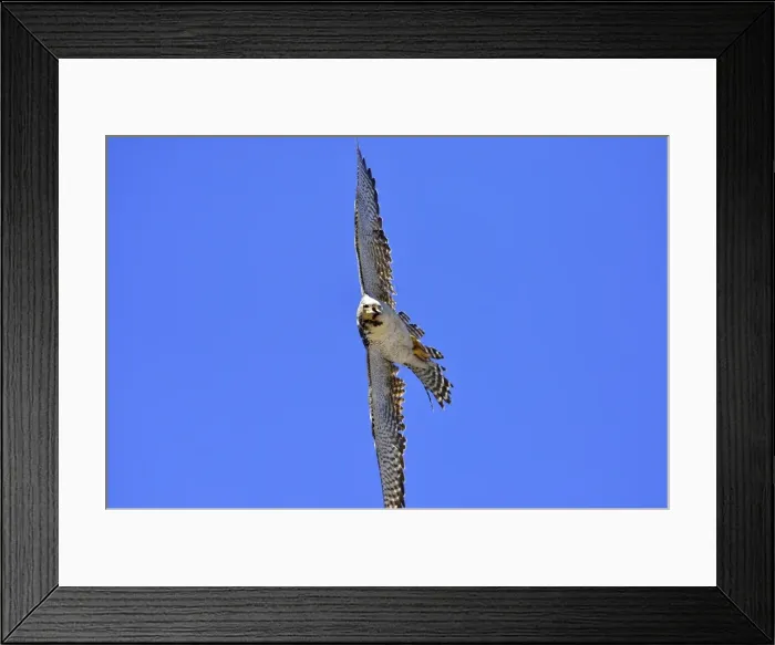 Framed Print : Picture No. 10901438 Framed Print : Picture No. 10901438