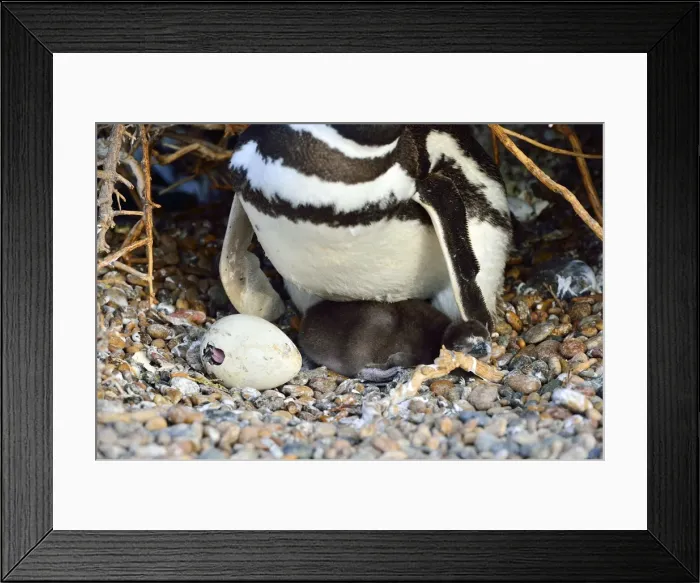 Framed Print : Picture No. 10901446 Framed Print : Picture No. 10901446