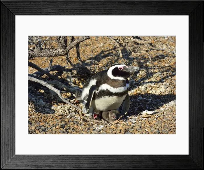 Framed Print : Picture No. 10901445 Framed Print : Picture No. 10901445