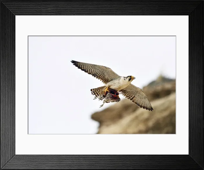 Framed Print : Picture No. 10901451 Framed Print : Picture No. 10901451