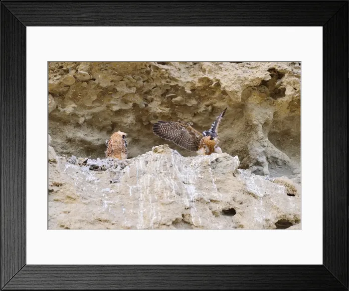 Framed Print : Picture No. 10901450 Framed Print : Picture No. 10901450