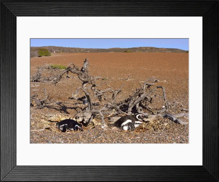 Framed Print : Picture No. 10901444 Framed Print : Picture No. 10901444