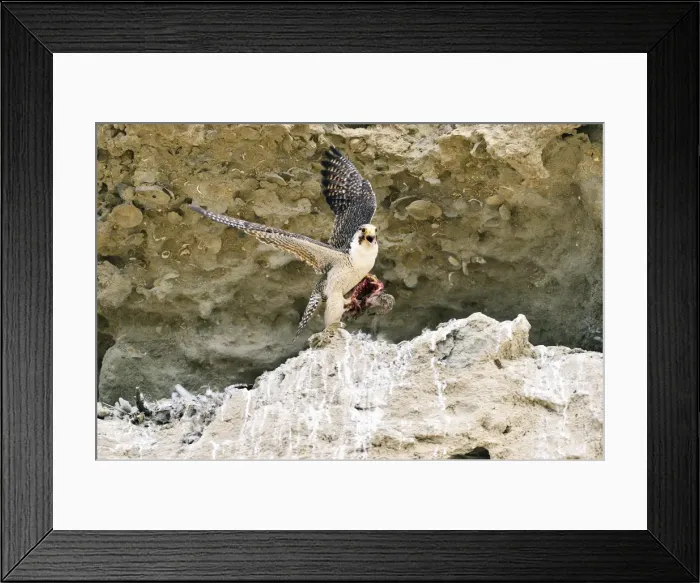 Framed Print : Picture No. 10901453