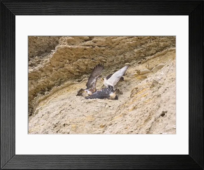 Framed Print : Picture No. 10901457 Framed Print : Picture No. 10901457