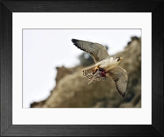 Framed Print : Picture No. 10901452 Framed Print : Picture No. 10901452