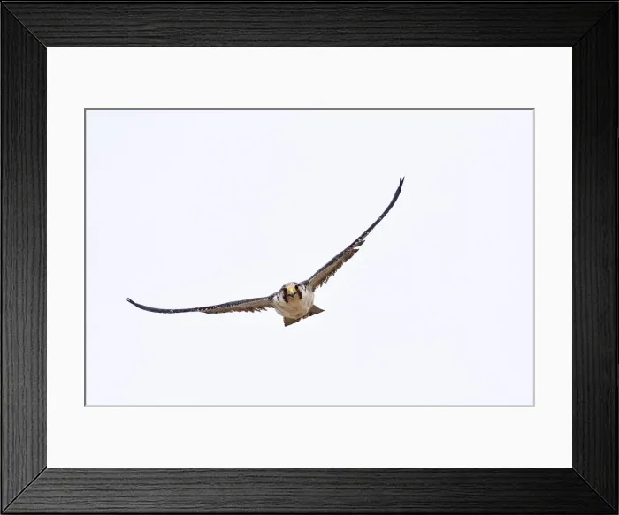 Framed Print : Picture No. 10901458 Framed Print : Picture No. 10901458