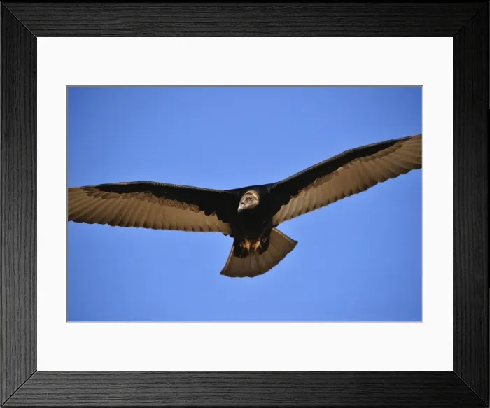 Framed Print : Picture No. 10901460