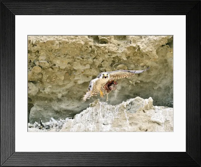 Framed Print : Picture No. 10901454 Framed Print : Picture No. 10901454