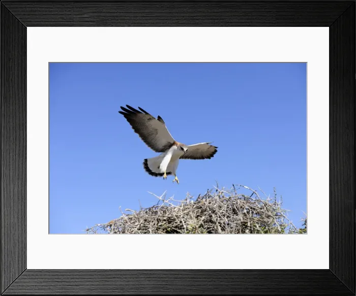 Framed Print : Picture No. 10901462 Framed Print : Picture No. 10901462