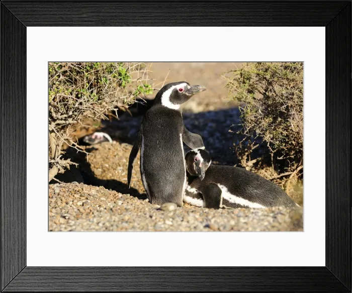 Framed Print : Picture No. 10901463 Framed Print : Picture No. 10901463