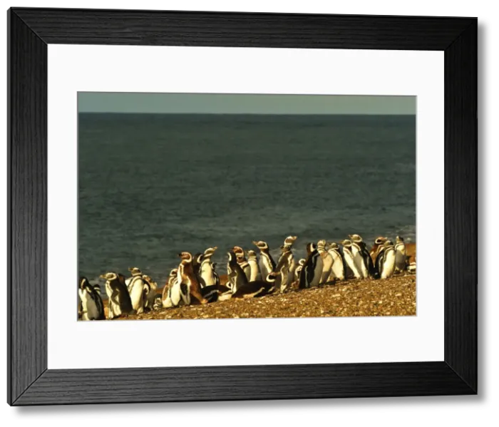 Framed Print : Picture No. 10901461 Framed Print : Picture No. 10901461
