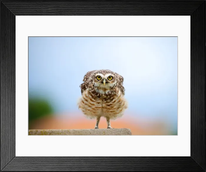 Framed Print : Picture No. 10901464 Framed Print : Picture No. 10901464