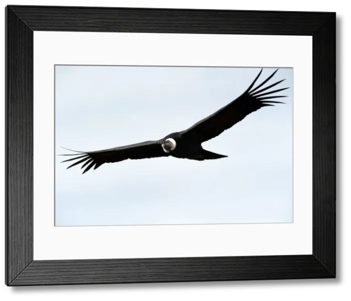 Framed Print : Picture No. 10901467 Framed Print : Picture No. 10901467