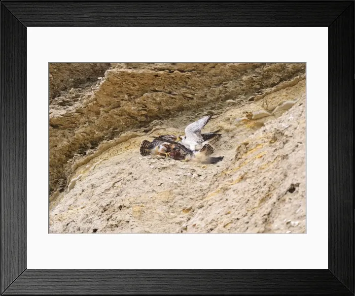 Framed Print : Picture No. 10901456 Framed Print : Picture No. 10901456