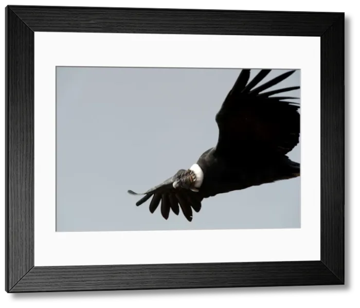 Framed Print : Picture No. 10901468 Framed Print : Picture No. 10901468