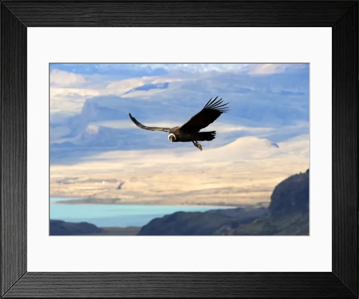 Framed Print : Picture No. 10901469 Framed Print : Picture No. 10901469
