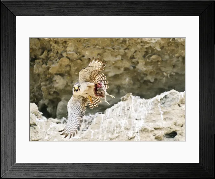 Framed Print : Picture No. 10901455 Framed Print : Picture No. 10901455