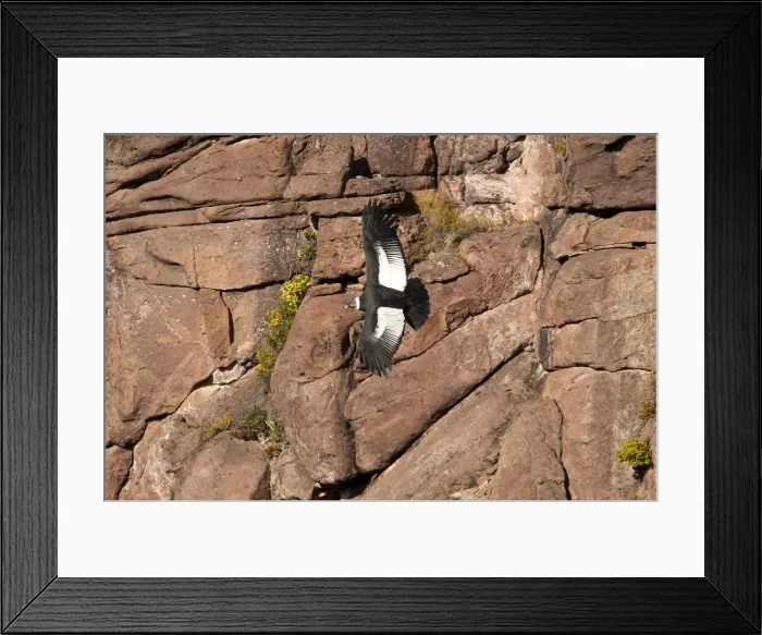 Framed Print : Picture No. 10901470 Framed Print : Picture No. 10901470