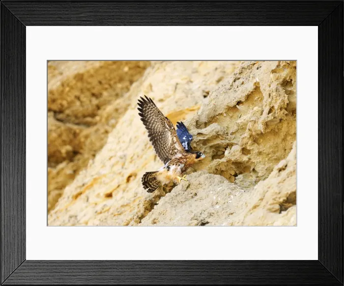 Framed Print : Picture No. 10901465 Framed Print : Picture No. 10901465