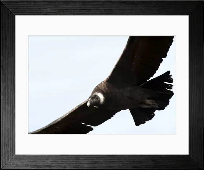 Framed Print : Picture No. 10901466 Framed Print : Picture No. 10901466
