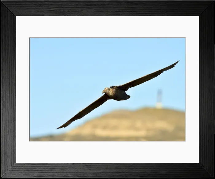 Framed Print : Picture No. 10901473