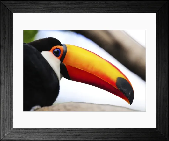 Framed Print : Picture No. 10901472