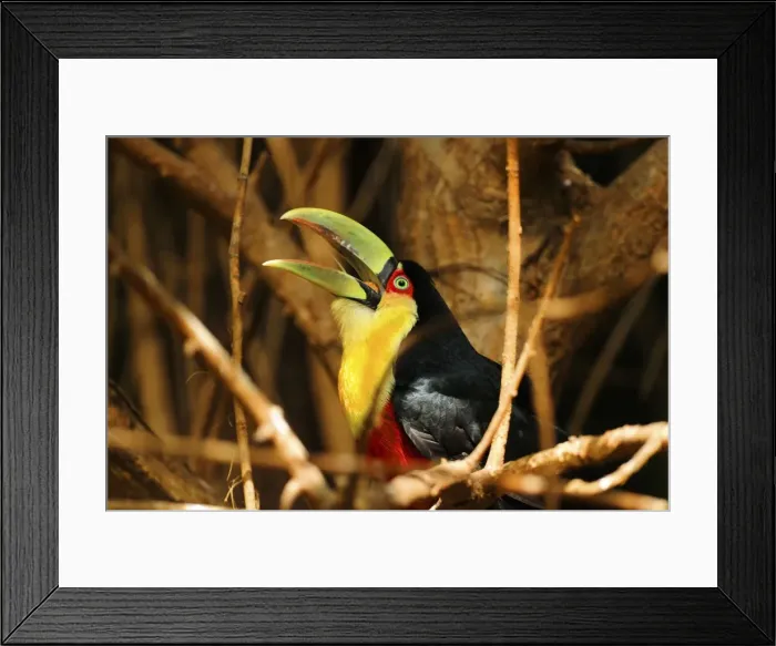 Framed Print : Picture No. 10901471 Framed Print : Picture No. 10901471