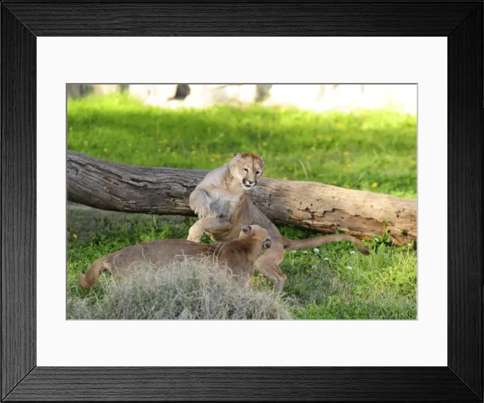Framed Print : Picture No. 10901476 Framed Print : Picture No. 10901476