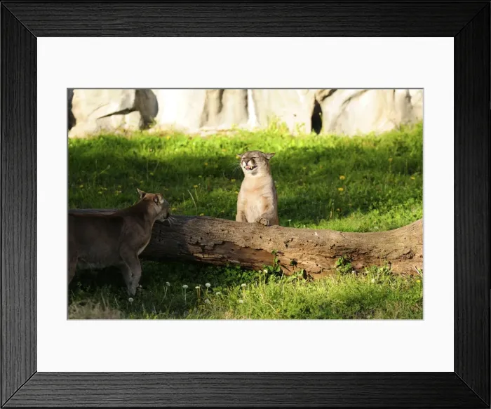 Framed Print : Picture No. 10901474 Framed Print : Picture No. 10901474