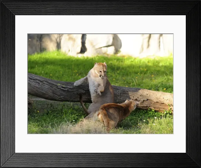 Framed Print : Picture No. 10901479 Framed Print : Picture No. 10901479