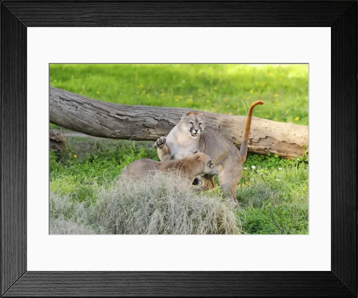 Framed Print : Picture No. 10901475 Framed Print : Picture No. 10901475