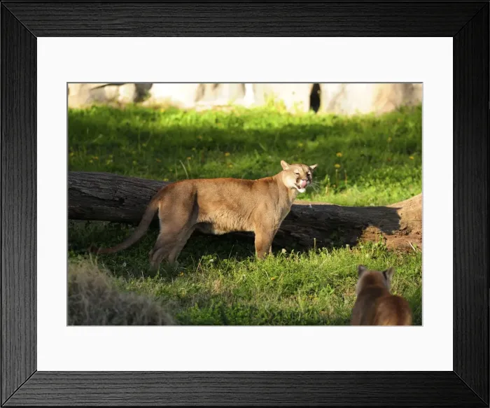 Framed Print : Picture No. 10901480 Framed Print : Picture No. 10901480