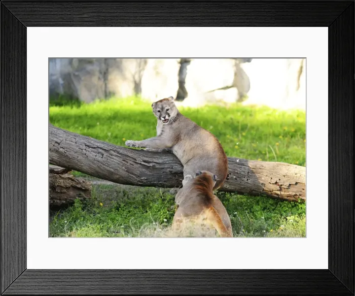 Framed Print : Picture No. 10901477 Framed Print : Picture No. 10901477